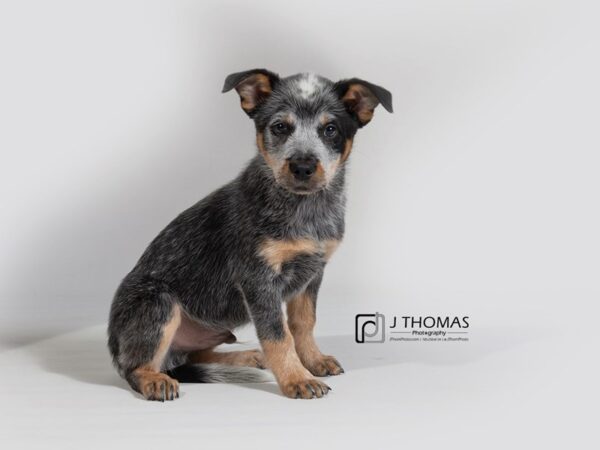 Australian Cattle Dog DOG Male 17947 Petland Topeka, Kansas