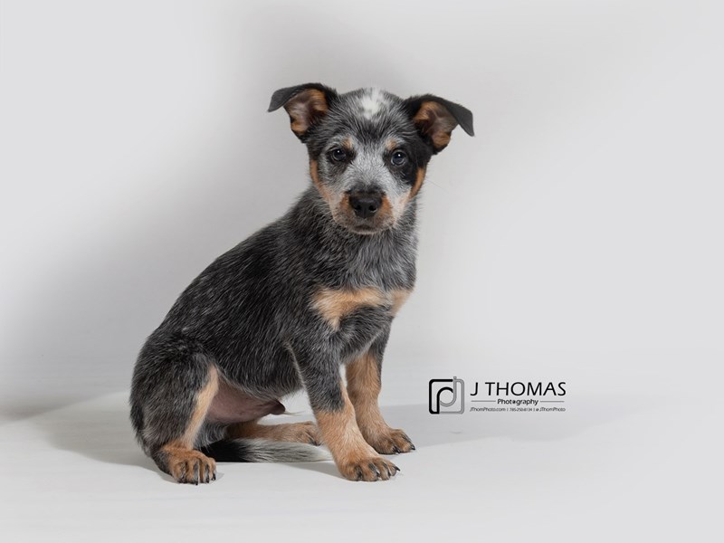 Australian Cattle DogDOGMale2795852Petland Topeka, Kansas