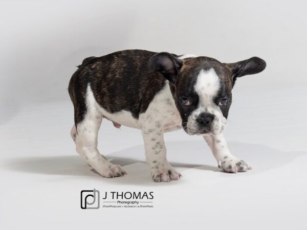 French Bulldog DOG Male 17946 Petland Topeka, Kansas