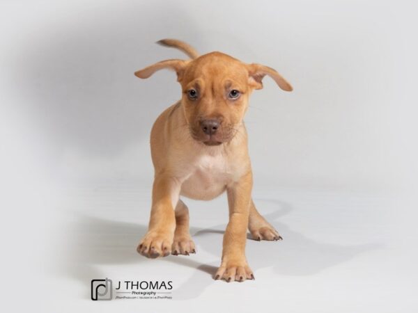 Mountain Cur DOG Female Brown 17944 Petland Topeka, Kansas