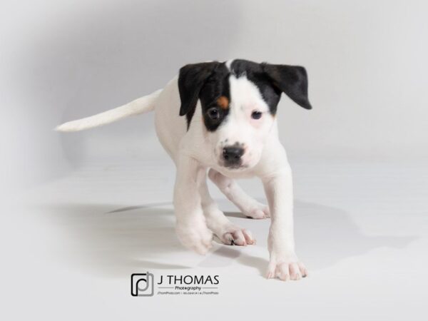 Mountain Cur-DOG-Female-Tri-17942-Petland Topeka, Kansas