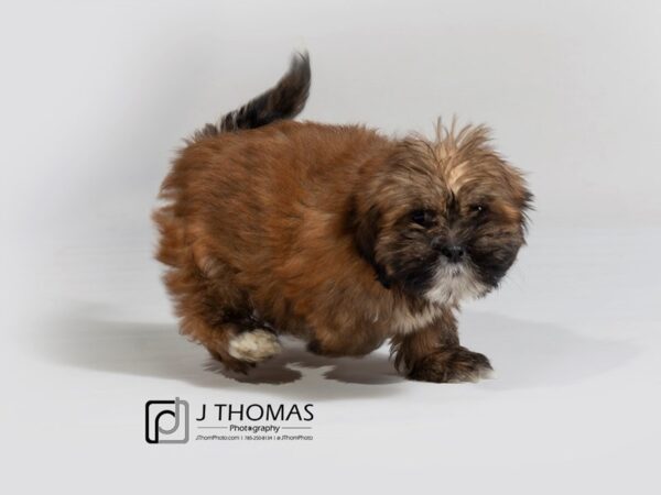 Lhasa Apso DOG Female 17941 Petland Topeka, Kansas