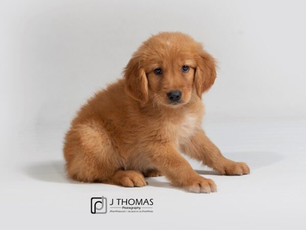 Golden Retriever DOG Male Golden 17940 Petland Topeka, Kansas