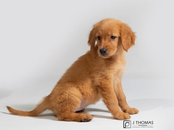 Golden Retriever-DOG-Female-Golden-17939-Petland Topeka, Kansas