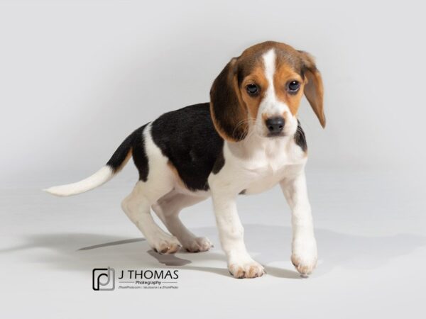 Beagle DOG Female 17932 Petland Topeka, Kansas