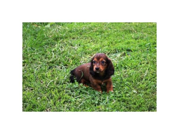 Dachshund-DOG-Female-Wild Boar-17968-Petland Topeka, Kansas