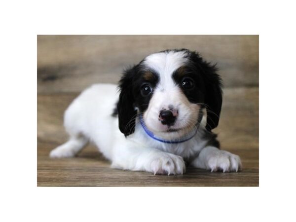 Dachshund DOG Female Black / Tan 17965 Petland Topeka, Kansas