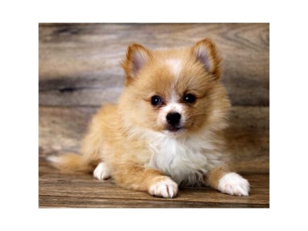 Pomeranian-DOG-Male-Orange-17963-Petland Topeka, Kansas