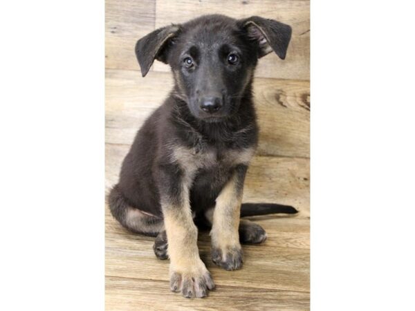 German Shepherd DOG Female Black / Tan 17966 Petland Topeka, Kansas