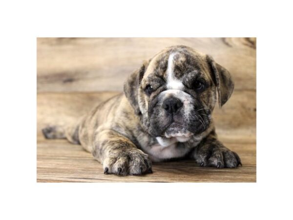 English Bulldog-DOG-Male-Fawn / Brindle-17967-Petland Topeka, Kansas