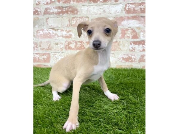 Italian Greyhound DOG Female Fawn 17977 Petland Topeka, Kansas