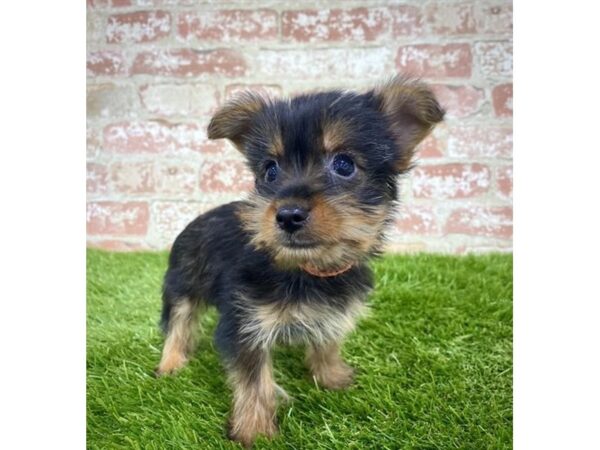 Yorkshire Terrier DOG Female Black / Tan 17985 Petland Topeka, Kansas