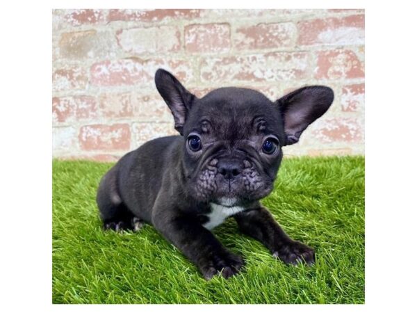 French Bulldog DOG Female Brindle 17987 Petland Topeka, Kansas