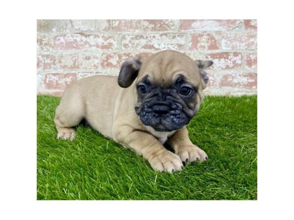 French Bulldog-DOG-Male-Fawn-17988-Petland Topeka, Kansas