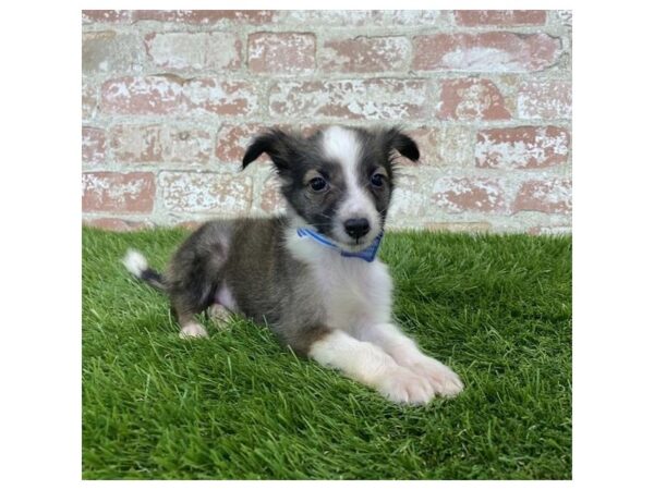 Shetland Sheepdog DOG Female Sable / White 17984 Petland Topeka, Kansas