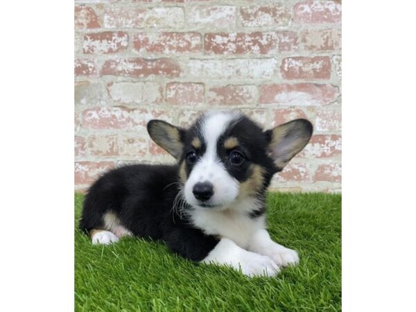 Pembroke Welsh Corgi DOG Female Black White / Tan 17980 Petland Topeka, Kansas