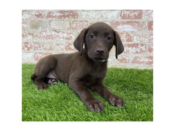 Labrador Retriever DOG Female Chocolate 17978 Petland Topeka, Kansas