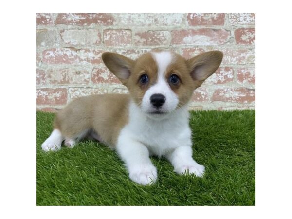 Pembroke Welsh Corgi DOG Male Red 17981 Petland Topeka, Kansas