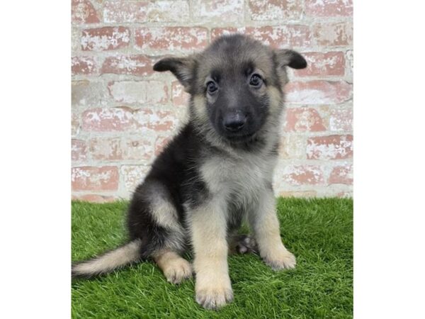 German Shepherd Dog DOG Female Black / Tan 17989 Petland Topeka, Kansas