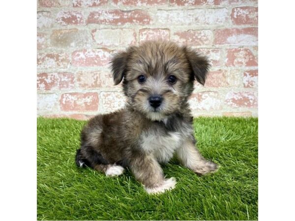 Yorkiepoo DOG Female Golden 17990 Petland Topeka, Kansas