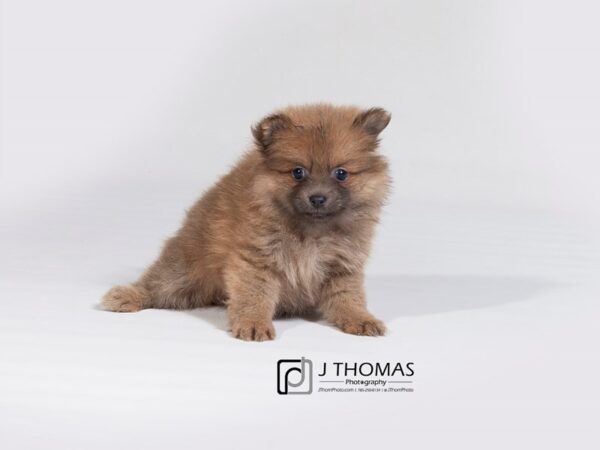 Pomeranian-DOG-Female-Red Sable-17983-Petland Topeka, Kansas