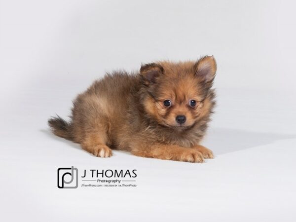 Pomeranian-DOG-Female-Red Sable-17982-Petland Topeka, Kansas