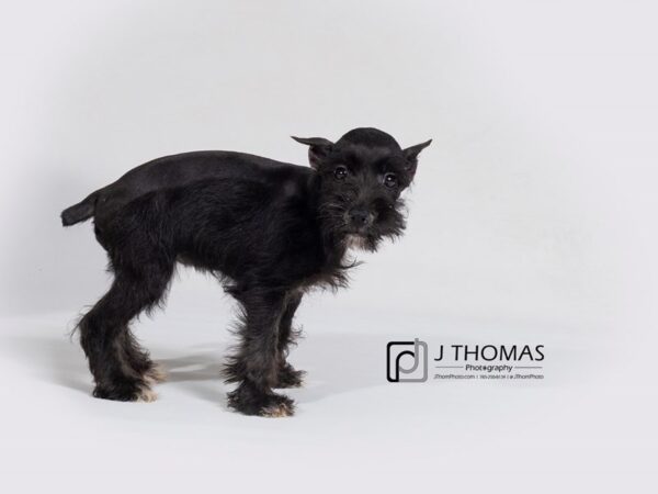 Miniature Schnauzer-DOG-Female-Black-17979-Petland Topeka, Kansas