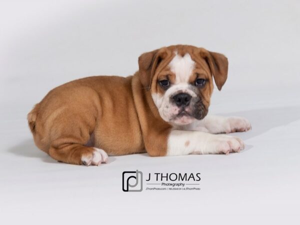 English Bulldog-DOG-Male-Red / White-17974-Petland Topeka, Kansas