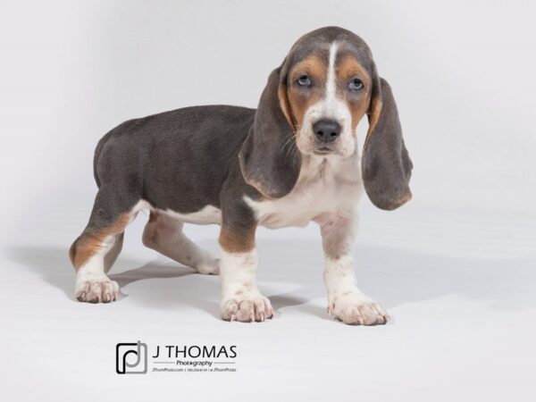 Basset Hound DOG Female 17973 Petland Topeka, Kansas