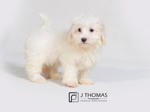 Coton De Tulear DOG Female Cream 17971 Petland Topeka, Kansas