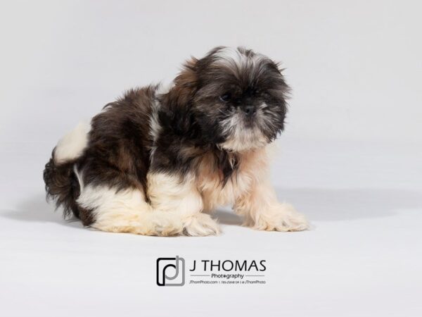 Shih Tzu DOG Male Brindle / White 17970 Petland Topeka, Kansas