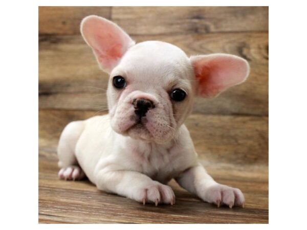 French Bulldog-DOG-Female-White-17997-Petland Topeka, Kansas