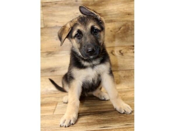 German Shepherd-DOG-Male-Black / Tan-17995-Petland Topeka, Kansas