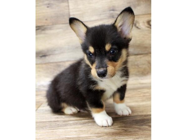 Pembroke Welsh Corgi DOG Male Black Tan / White 17994 Petland Topeka, Kansas