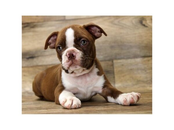 Boston Terrier DOG Female Seal / White 17993 Petland Topeka, Kansas