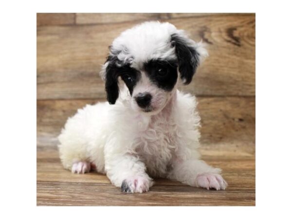 Miniature Poodle Puppy Black ID 17992 Located at Petland Topeka