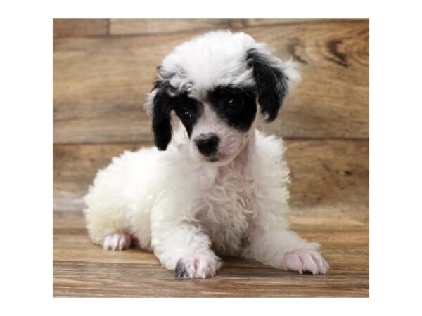 Miniature Poodle-DOG-Female-Black-17992-Petland Topeka, Kansas