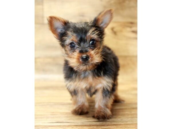 Yorkshire Terrier DOG Male Black / Tan 17996 Petland Topeka, Kansas