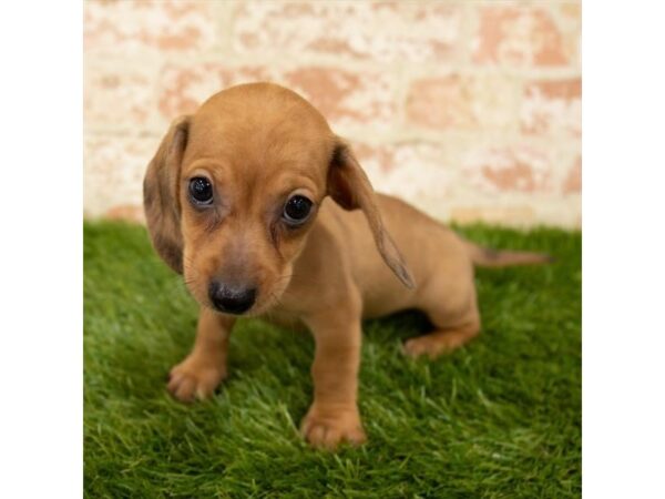 Dachshund DOG Female Wild Boar 18007 Petland Topeka, Kansas