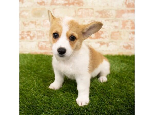 Pembroke Welsh Corgi DOG Female Red / White 18003 Petland Topeka, Kansas