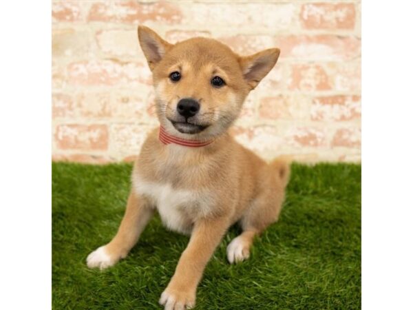 Shiba Inu DOG Female Red 18004 Petland Topeka, Kansas