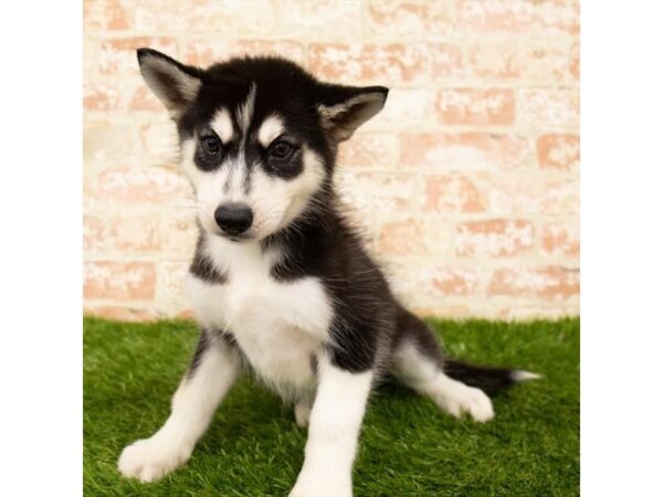 Siberian Husky DOG Female Black / White 18005 Petland Topeka, Kansas