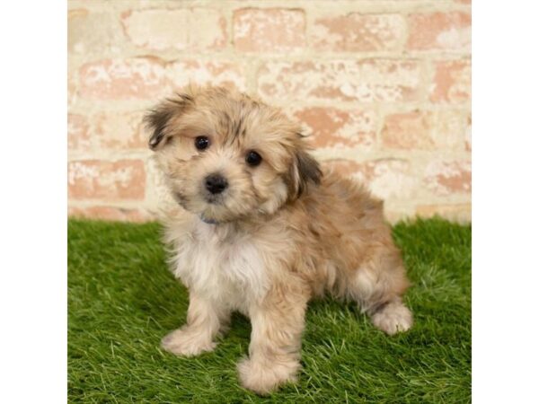 Morkie DOG Female Gold 18008 Petland Topeka, Kansas