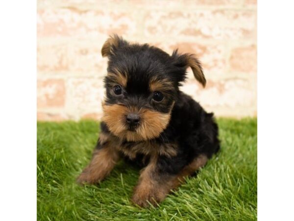 Yorkshire Terrier DOG Female Black / Tan 18006 Petland Topeka, Kansas