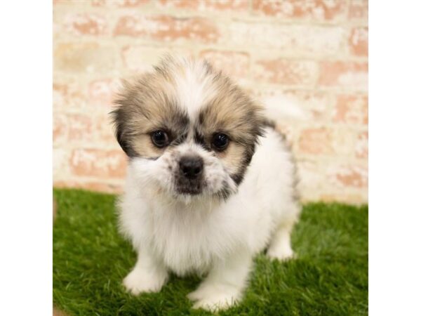 Shih Tzu DOG Female Brindle / White 18009 Petland Topeka, Kansas