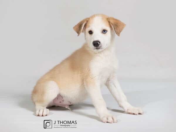 Siberian Husky/Great Pyrenees DOG Male 18002 Petland Topeka, Kansas