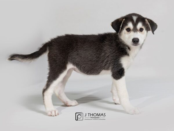 Siberian Husky/Great Pyrenees DOG Female 18001 Petland Topeka, Kansas