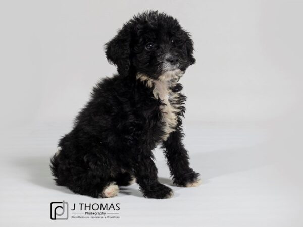 Bernedoodle-DOG-Female--17999-Petland Topeka, Kansas