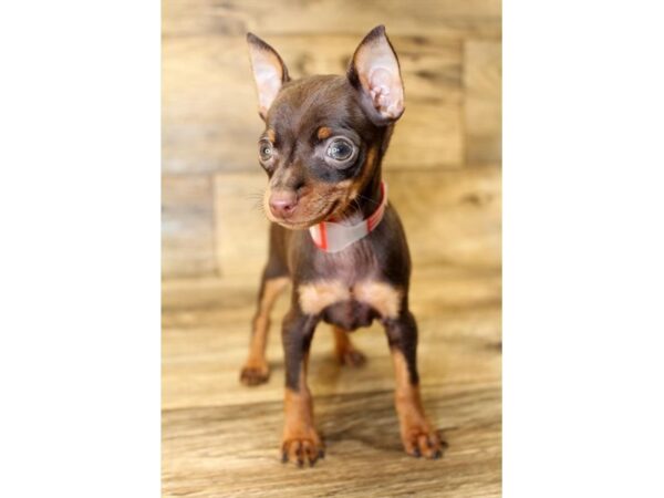 Miniature Pinscher DOG Female Chocolate / Tan 18011 Petland Topeka, Kansas