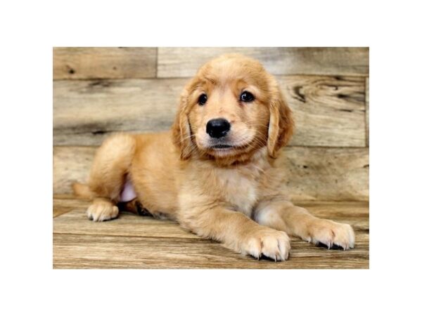 Golden Retriever DOG Female Golden 18010 Petland Topeka, Kansas